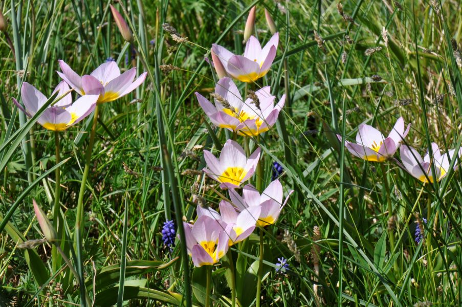 Wild-Tulpen