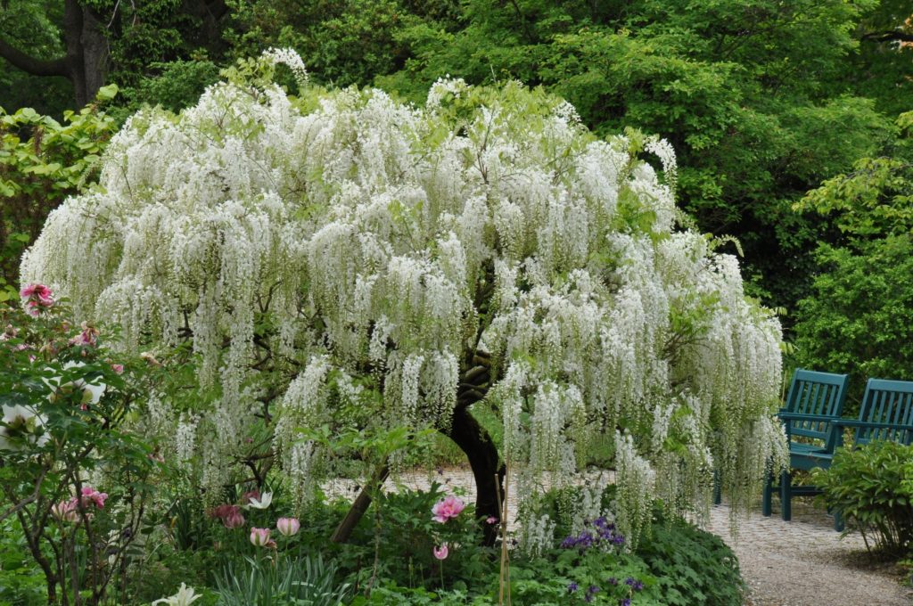 Zauberhafter StrauchPäonienGarten Schau und