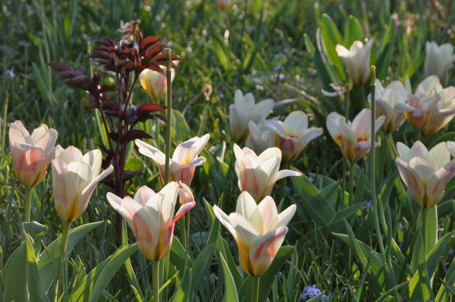 und – Tulpen Sichtungsgarten botanische Frühe Schau- Hermannshof