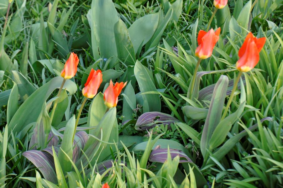 Tulpen und – Sichtungsgarten Schau- Hermannshof botanische Frühe