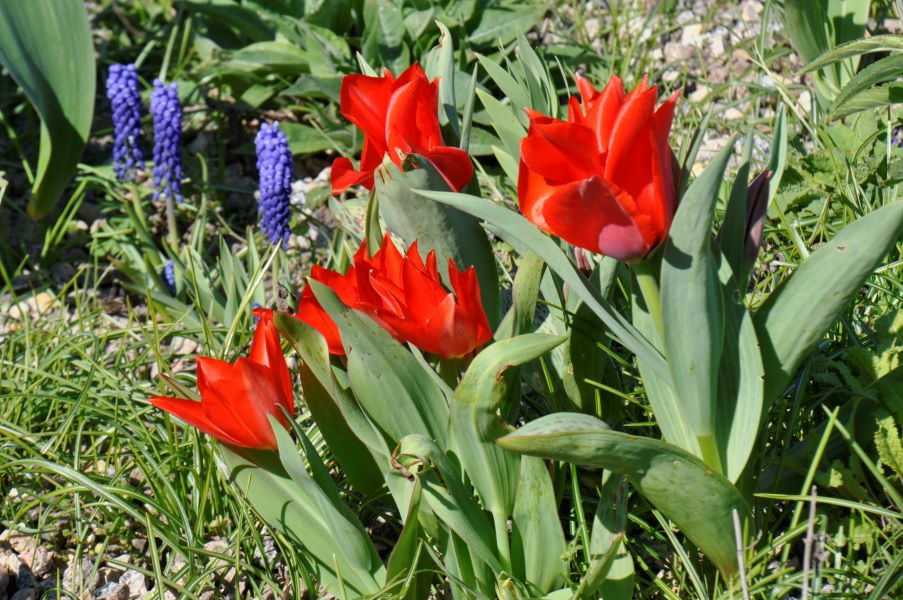 – Schau- und Tulpen Frühe botanische Sichtungsgarten Hermannshof