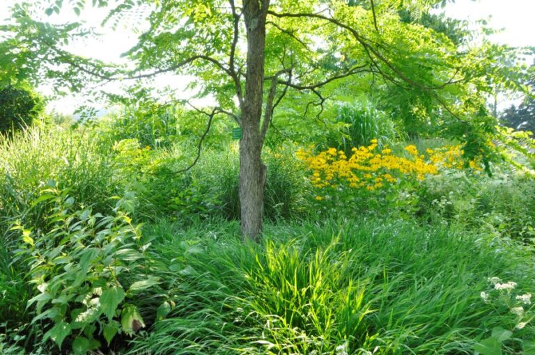 Stauden als Sichtschutz Schau und Sichtungsgarten Hermannshof