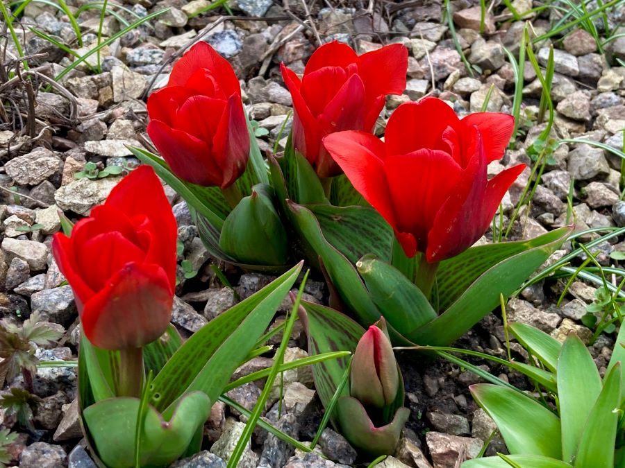 und Sichtungsgarten Tulpen Frühe botanische Hermannshof – Schau-